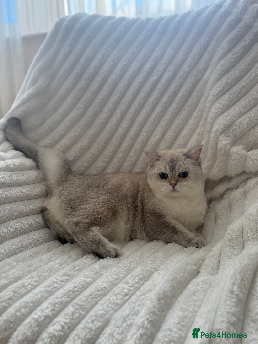 British Shorthair cats for sale: White britishshorthair female - Image 4