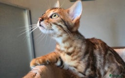 Bengal cats for sale: Registered Pure Bengal Babies Browns and Blues  - Image 7