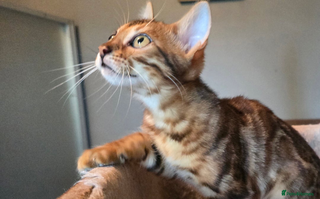 Bengal cats for sale: Registered Pure Bengal Babies Browns and Blues  - Image 7