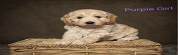 Cockapoo dogs for sale: Beautiful F1 Cockapoo Puppies  - Advert 6