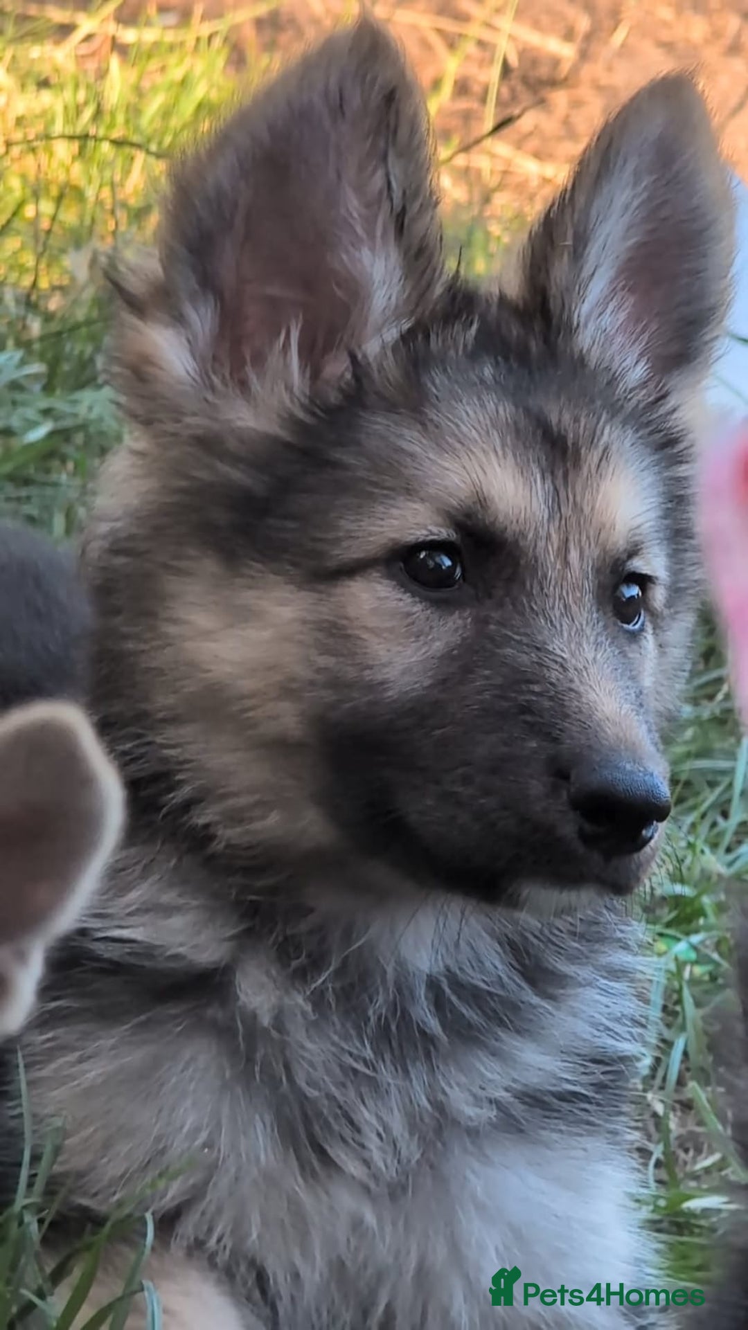 Shepsky dogs for sale: Shepski puppies in Liverpool - Image 3