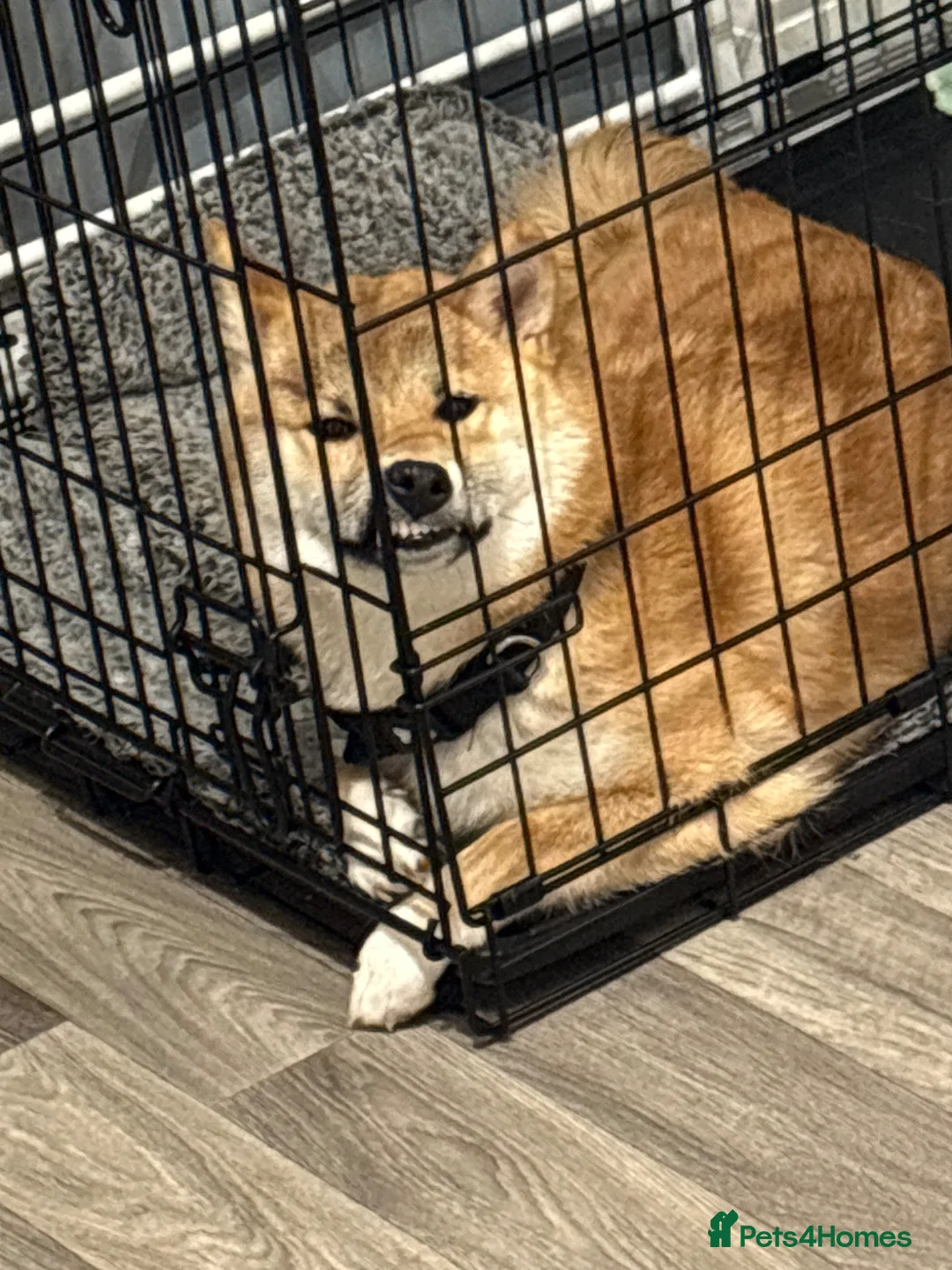 Japanese Shiba Inu dogs for sale: 9 Month Old Female Shiba Inu - Advert 3