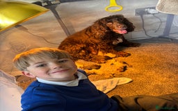 Cockapoo dogs for sale: Beautiful Cockapoo puppies  - Image 17