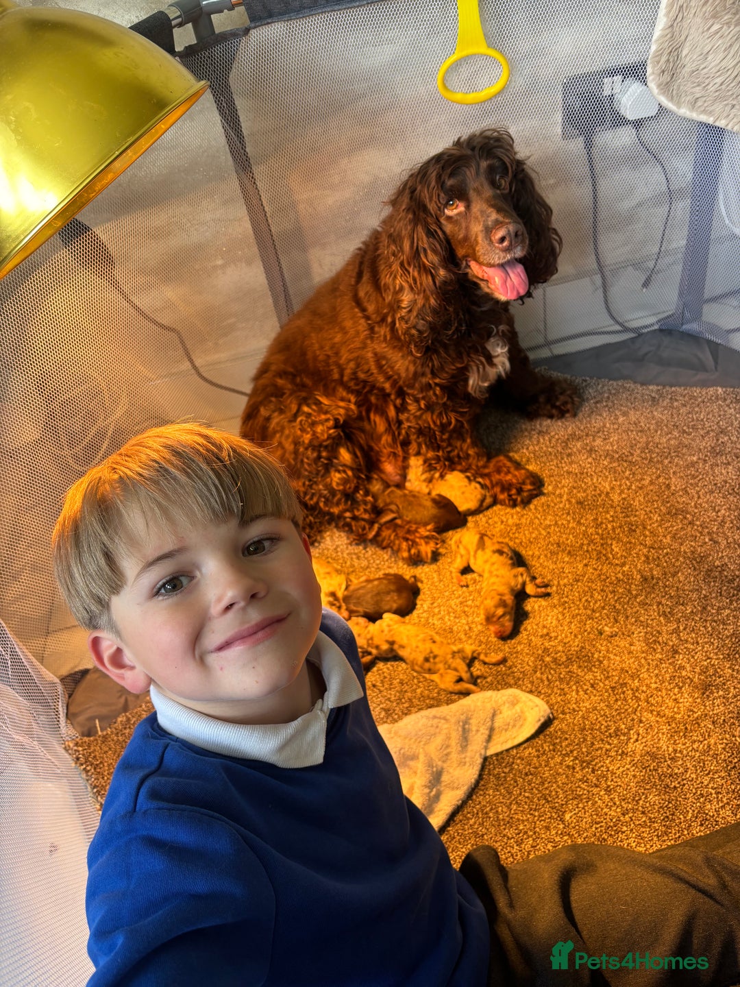 Cockapoo dogs for sale: Beautiful Cockapoo puppies  - Image 17