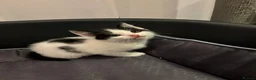 Mixed Breed cats for sale:  Adorable Kittens Looking for Their Forever Homes - Advert 11