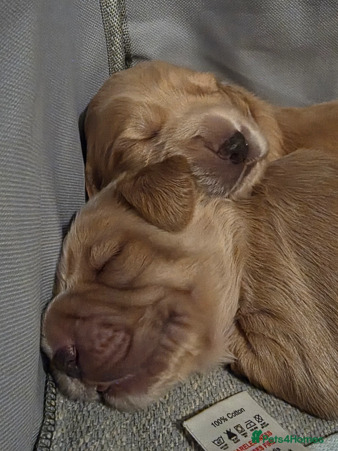 Cocker Spaniel dogs for sale: Cocker Spaniel X Pups  - Advert 2