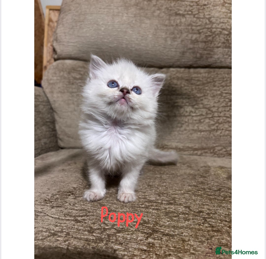 Ragdoll cats for sale: TICA ragdoll and cherubim kittens - Advert 3