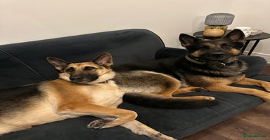 German Shepherd dogs - Advert 13