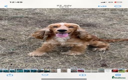 Cocker Spaniel dogs for sale: Stunning Litter of KC Reg Cocker Spaniel Puppies - Image 13