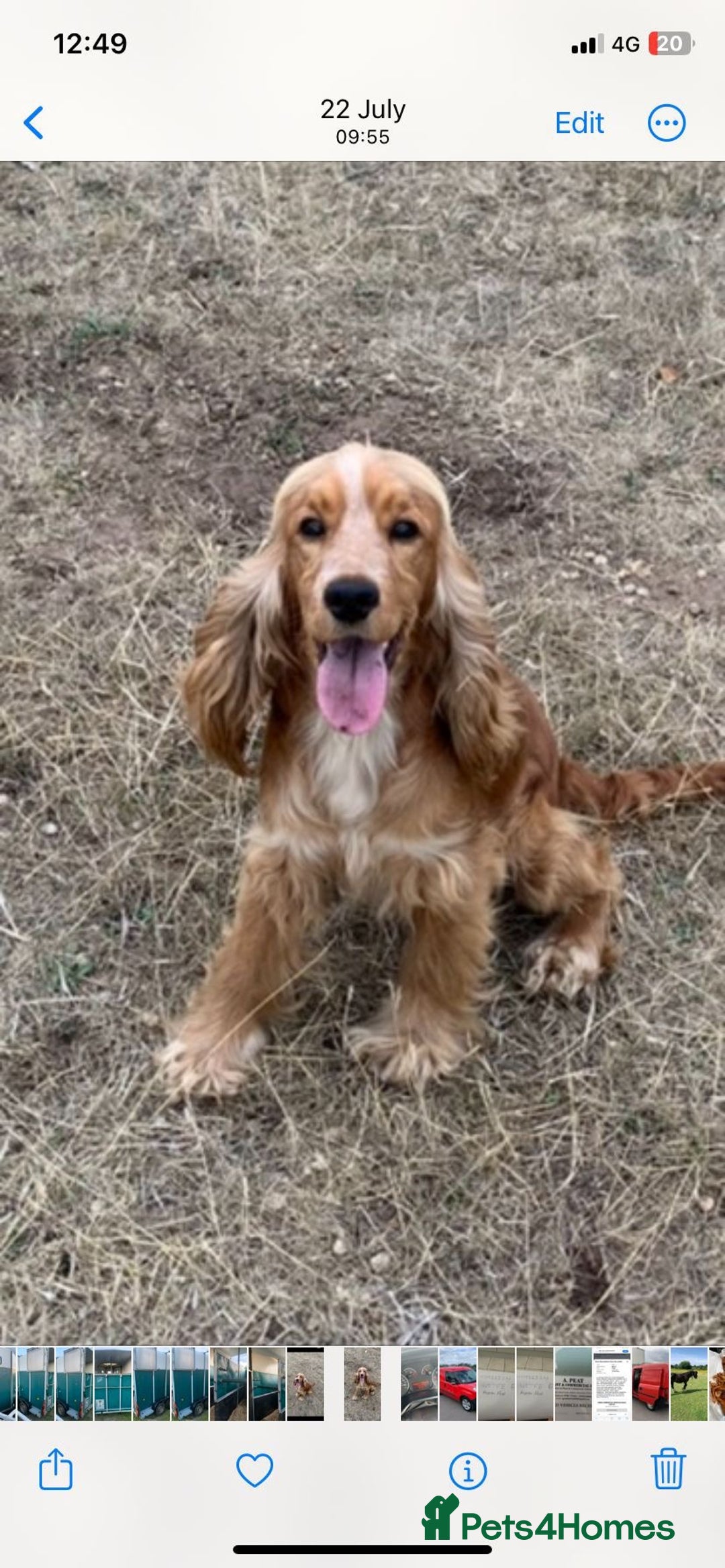 Cocker Spaniel dogs for sale: Stunning Litter of KC Reg Cocker Spaniel Puppies - Image 13