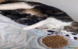 Mixed Breed cats for sale: BengalXTabby kittens LAST BOY LEFT NOW - Image 5