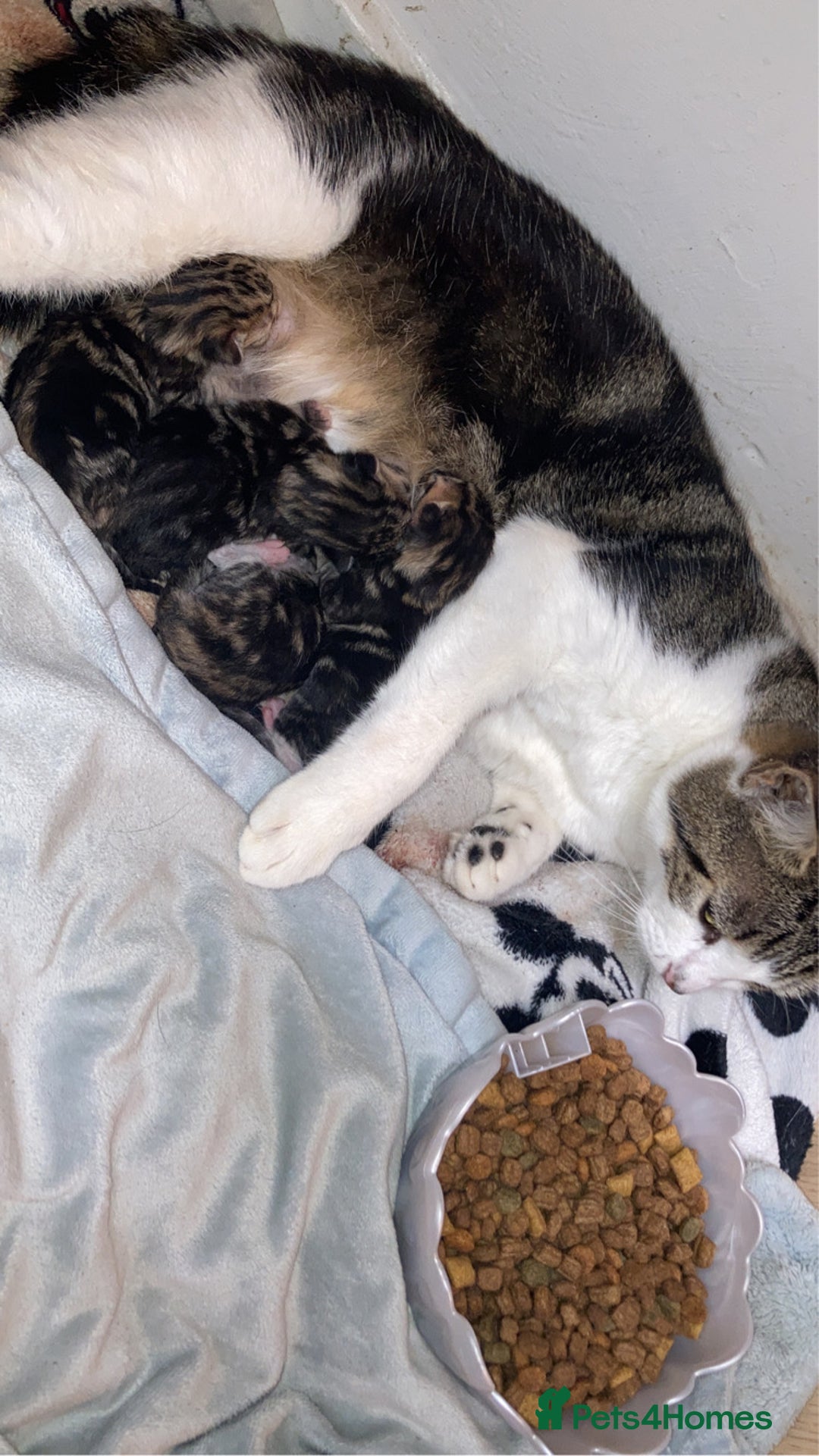 Mixed Breed cats for sale: BengalXTabby kittens LAST BOY LEFT NOW - Image 5