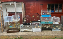 Canaries birds for sale: Canaries  - Image 17