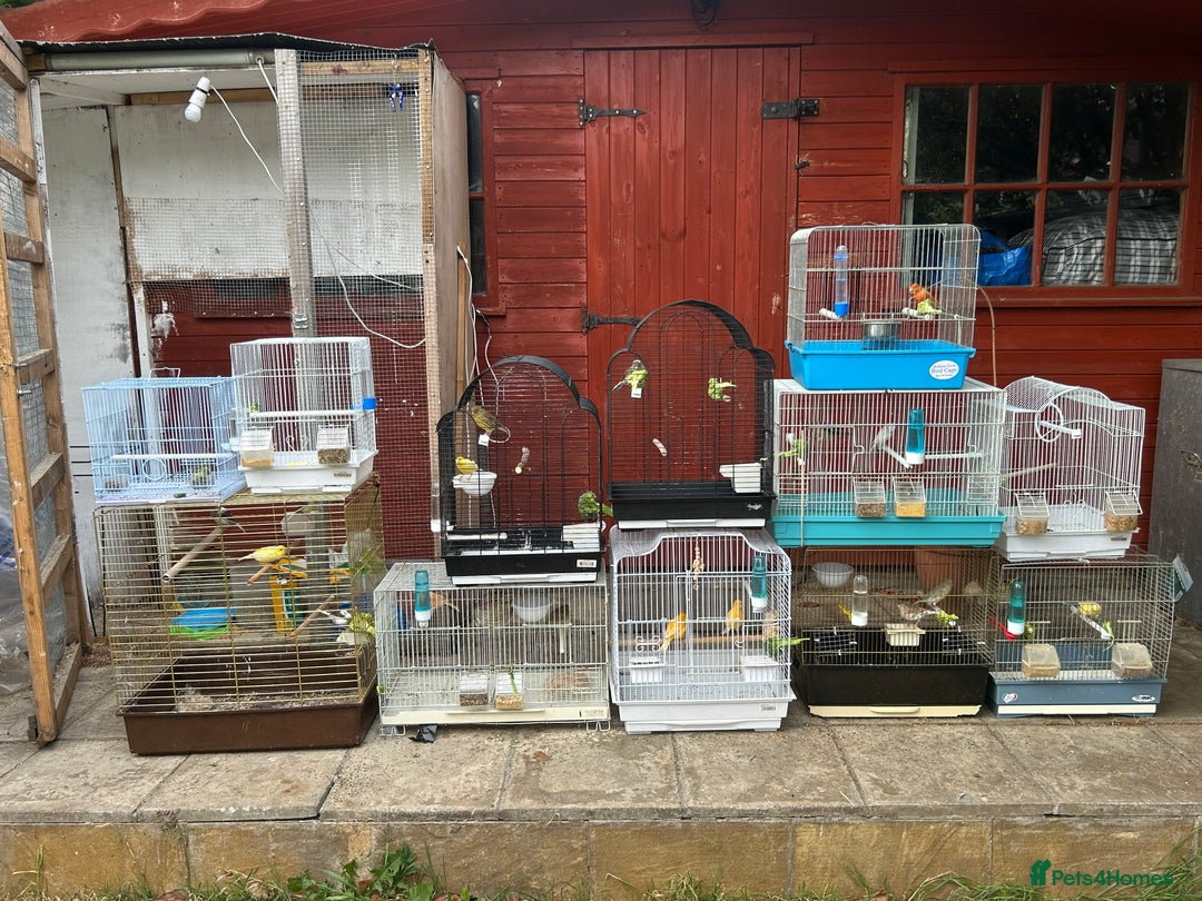 Canaries birds for sale: Canaries  - Image 17