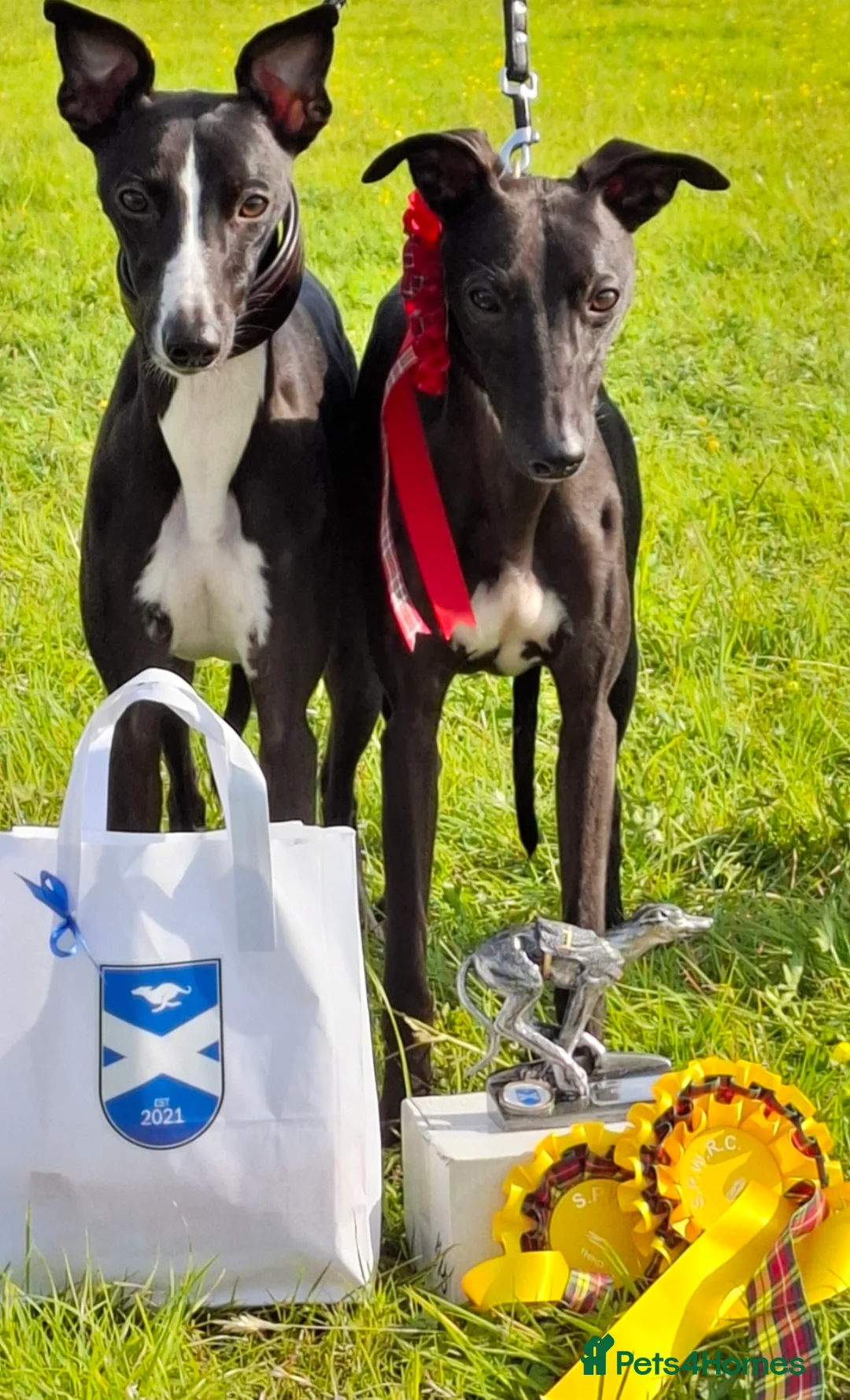 Whippet dogs for stud: Eidynrock Sangoma with Silkspun ,Sportingbred.X in Glasgow - Advert 27