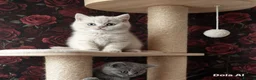 British Shorthair cats for sale:  💜🖤 British Shorthair Kittens 🖤💜 - Advert 1