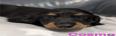Cosmo