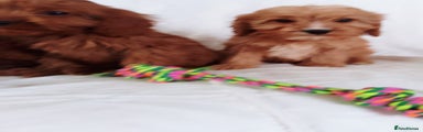 Cavapoo Puppy 5