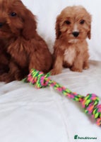 Cavapoo dogs - Advert 9