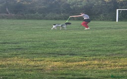 Mixed Breed dogs for sale: Shar pei cross breed - Image 2