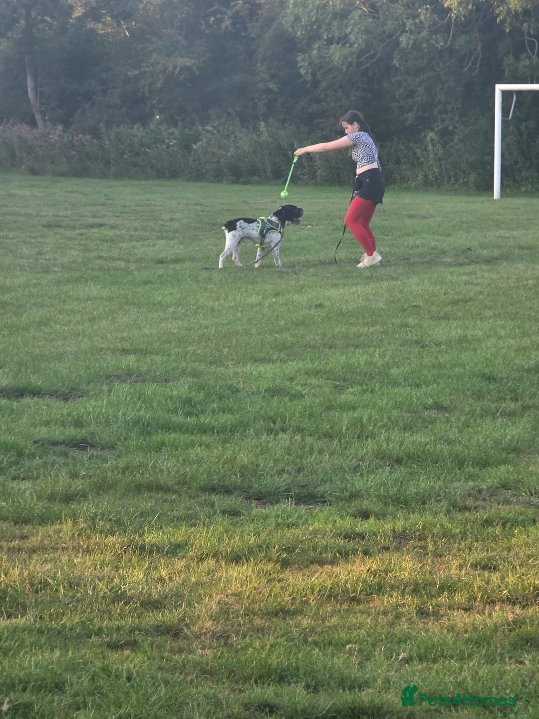 Mixed Breed dogs for sale: Shar pei cross breed - Image 2