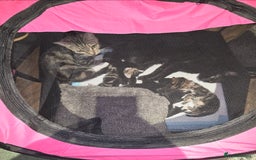York Chocolate cats for sale: Tabby and york chocolate ready for new home  - Image 2