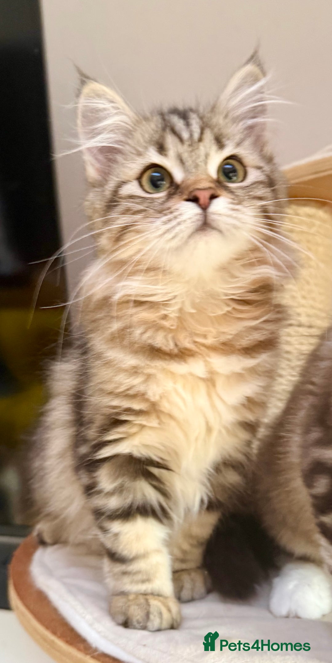 Siberian cats for sale: Champion line kitten😻😽🐈 - Advert 11