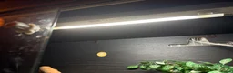 Leopard Gecko reptiles for sale: leopard gecko for rehoming with full set up  in Bilston - Advert 5