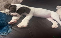 Presa Canario dogs for sale: BANE PRESA CANARIO 2 years old male  - Image 5