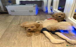 Maltipoo dogs for sale: Maltipoo  - Image 11