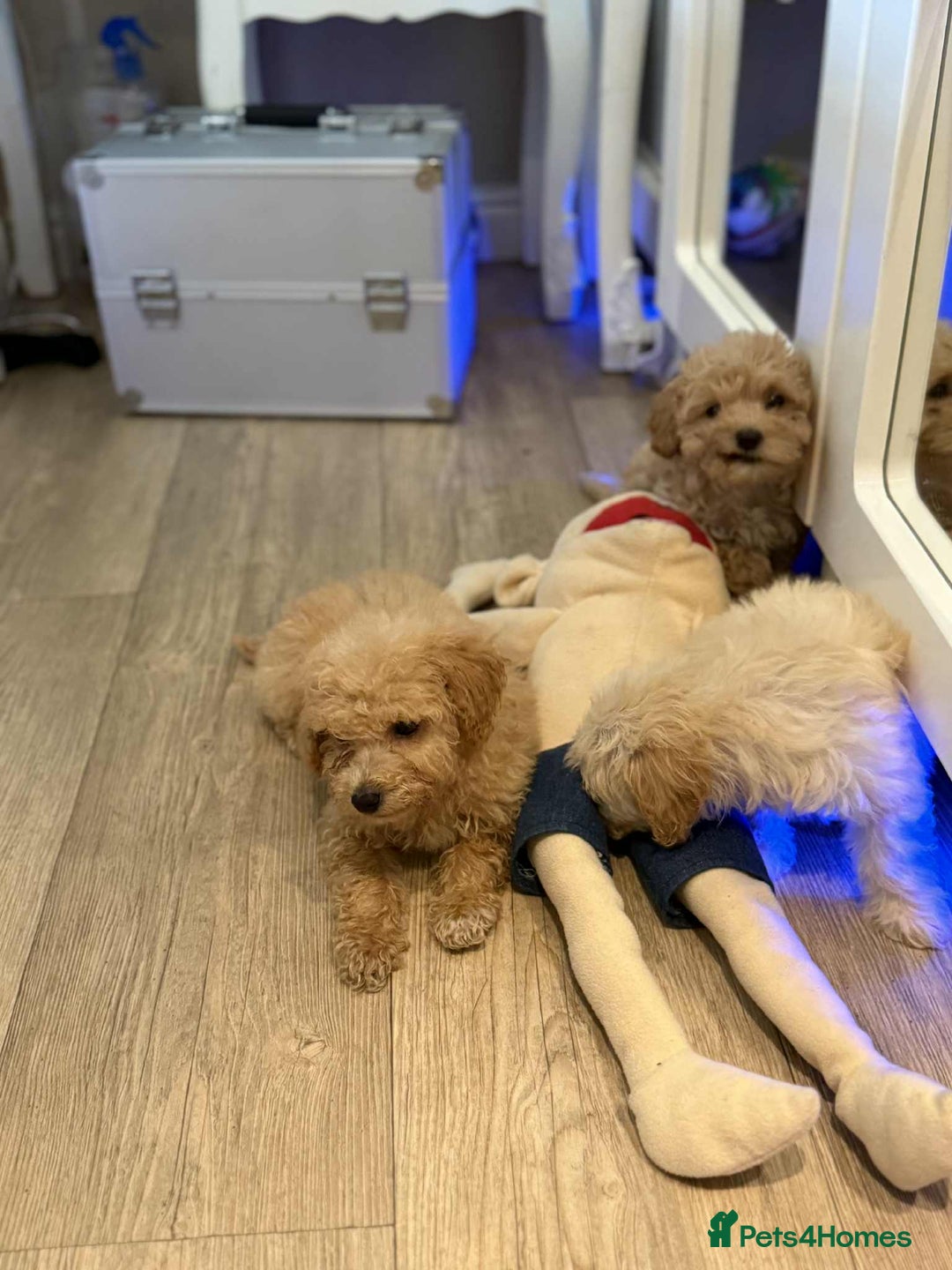 Maltipoo dogs for sale: Maltipoo  - Image 11