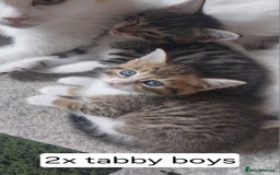 Mixed Breed cats for sale: Kittens for sale - Image 4