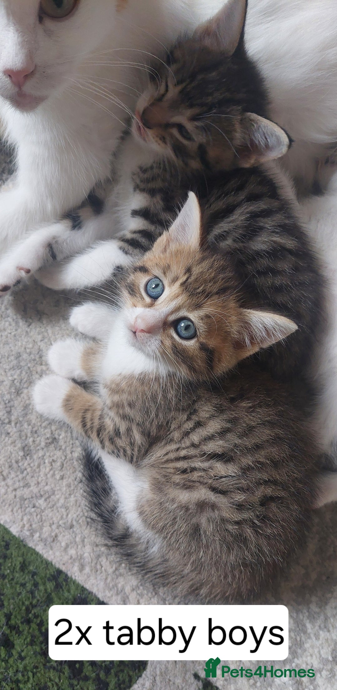 Mixed Breed cats for sale: Kittens for sale - Image 4