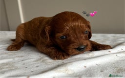Cavapoo dogs for sale: Fully health tested Cavapoo 🐾🐶 - Image 6