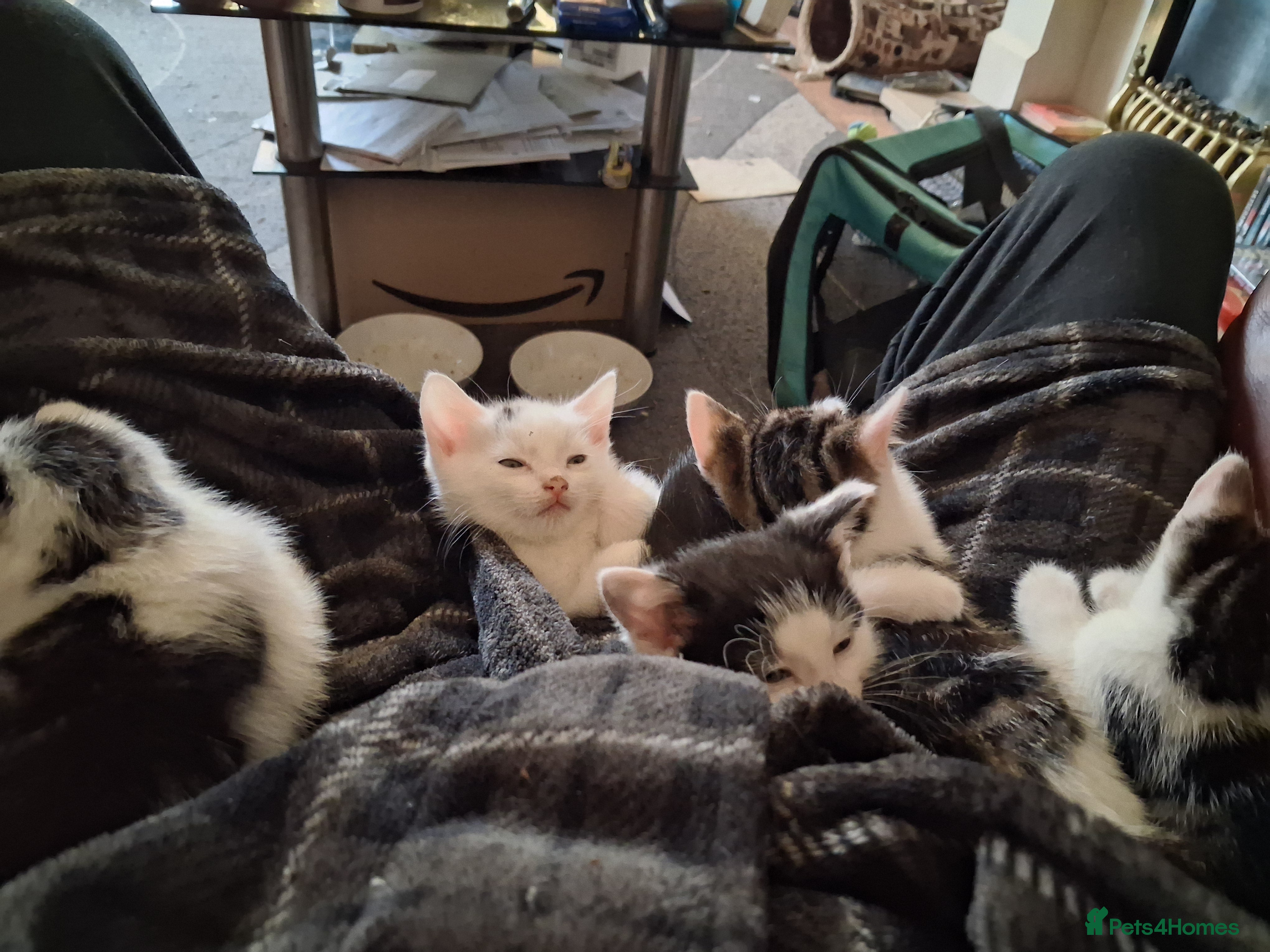 British Shorthair cats Kittens for sale  - Advert 2