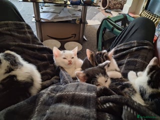 British Shorthair cats Kittens for sale - Advert 1