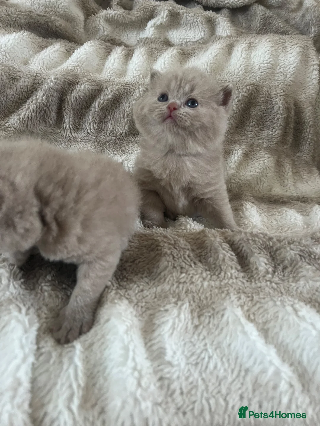 British Shorthair cats for sale: Beautiful Gccf reg British short hair  in Wolverhampton - Advert 2