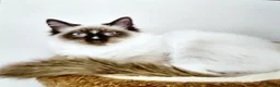 Ragdoll cats for sale: 1 year Ragdoll male available in Thornton Heath - Advert 1