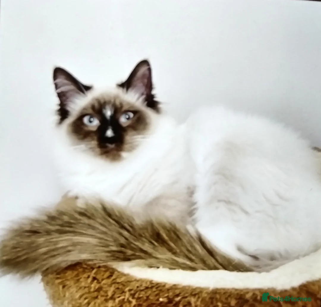 Ragdoll cats for sale: 1 year Ragdoll male available in Thornton Heath - Advert 1