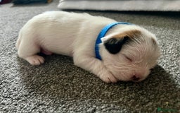 Mixed Breed dogs for sale: beautiful jack-Tzu puppies  - Image 8