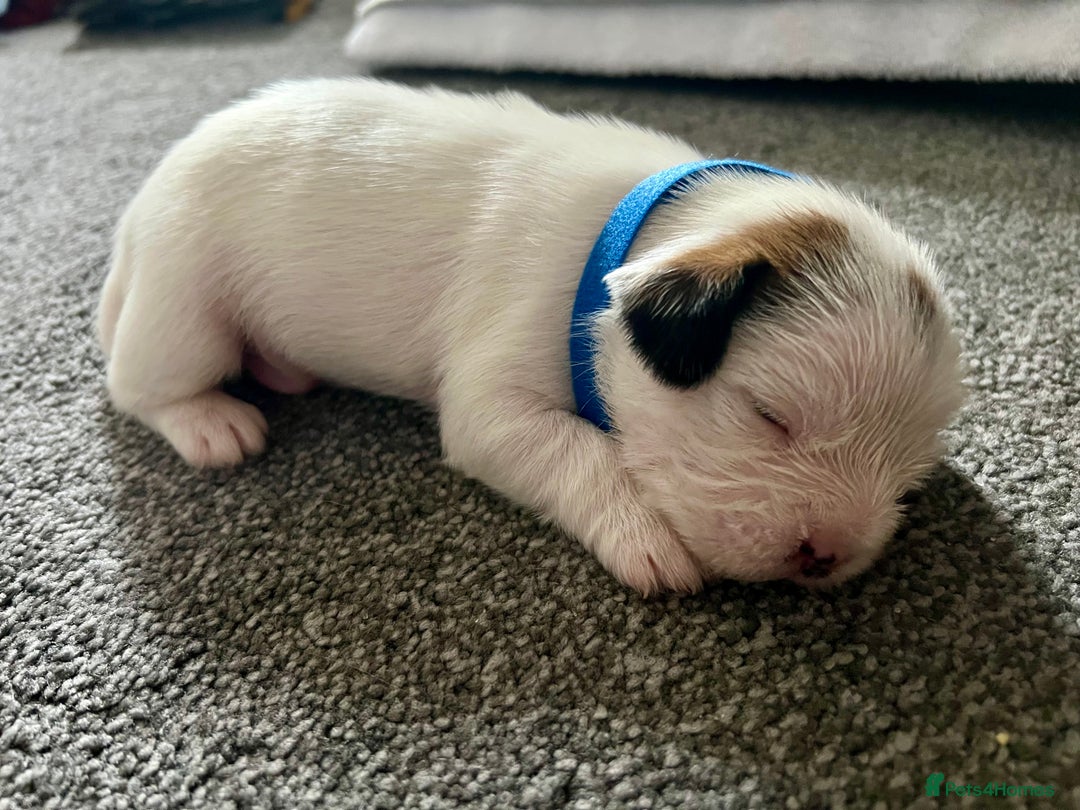 Mixed Breed dogs for sale: beautiful jack-Tzu puppies  - Image 8