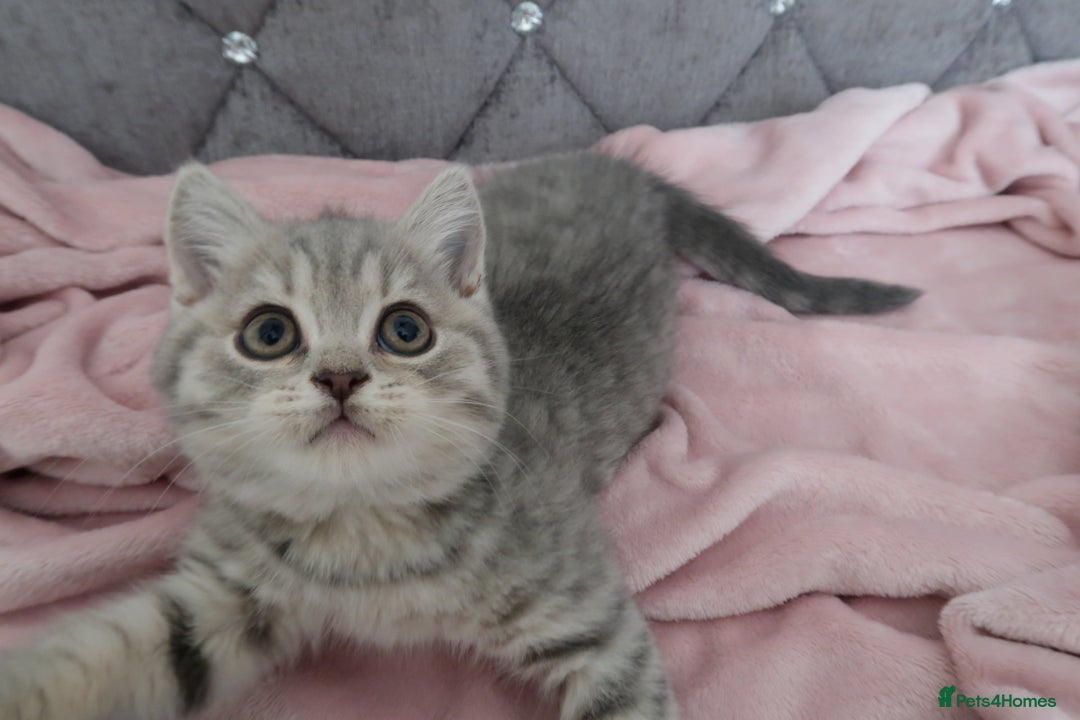 British Shorthair cats for sale: GCCF 💛 Sandy 💛 Pedigree British Shorthair Kitten - Advert 6