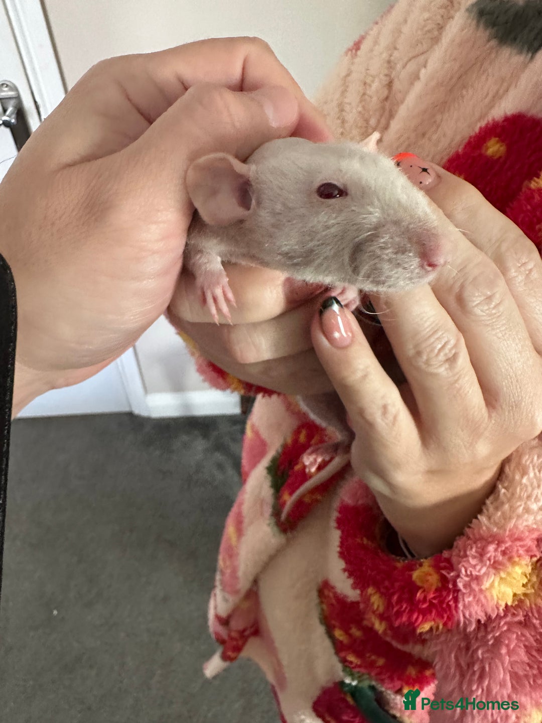 Rat rodents for sale: Pair of Dumbo Rex hairless male Rats - Image 2