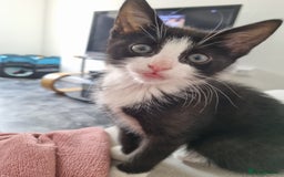 American Shorthair cats for sale: Kittens for sell, ready to go now!  - Image 3