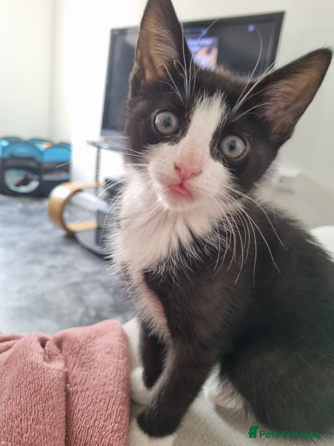 American Shorthair cats for sale: Kittens for sell, ready to go now!  - Image 3