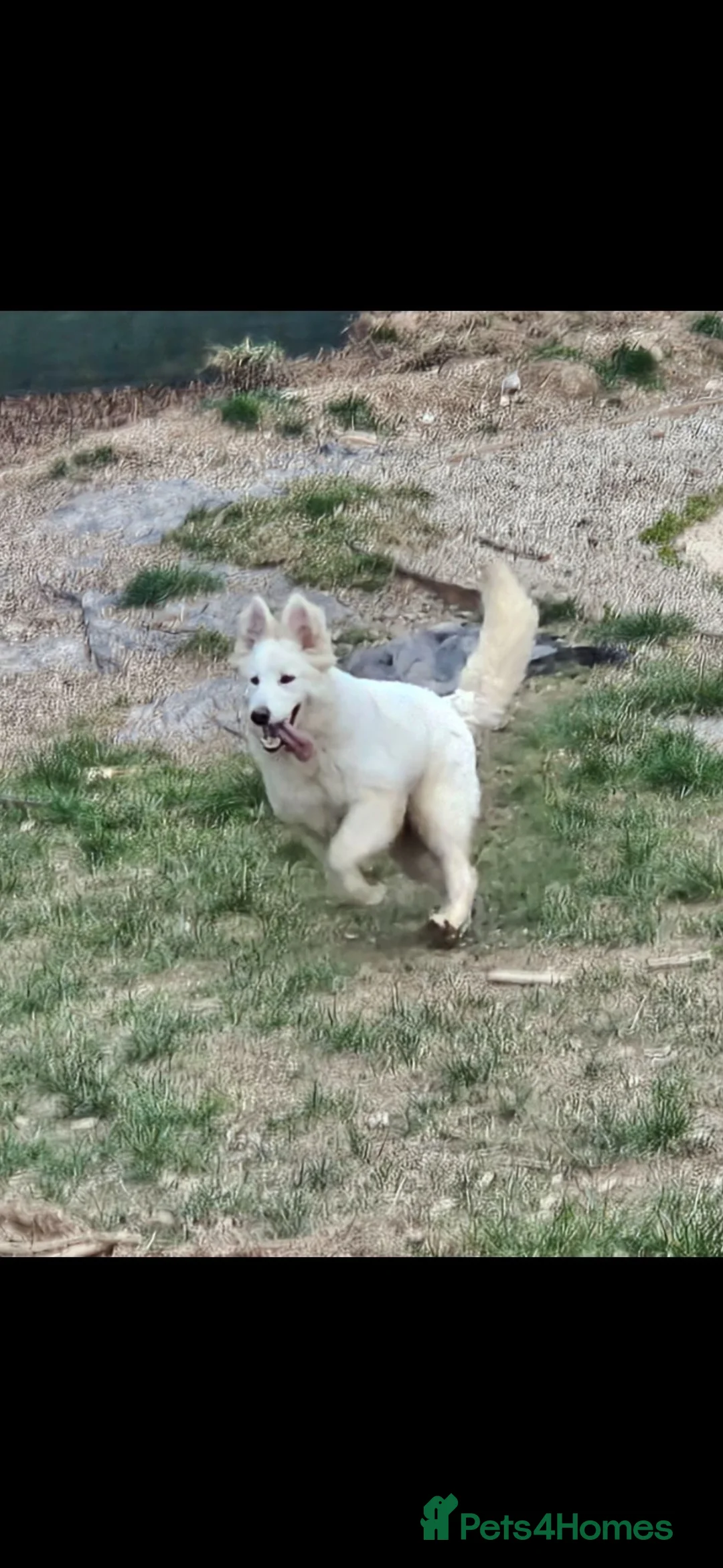 German Shepherd dogs for sale: Stunning White long haired female shepherd  - Advert 1