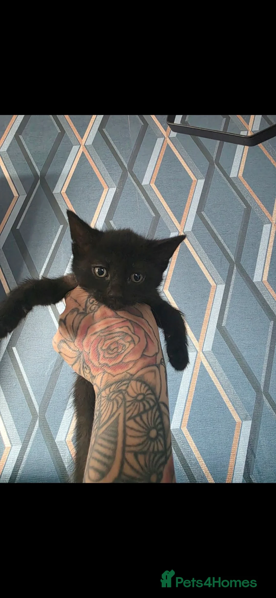 Mixed Breed cats for sale: 3 beautiful loving and playful kittens for sale - Advert 2