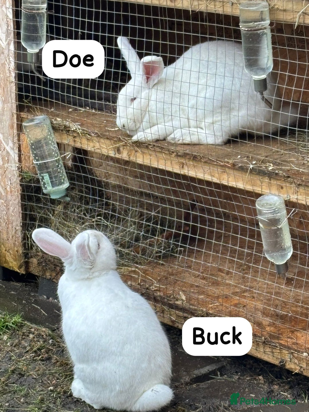 New Zealand rabbits for sale: Rabbits New Zealand white Breeding Pair, Adult - Advert 3