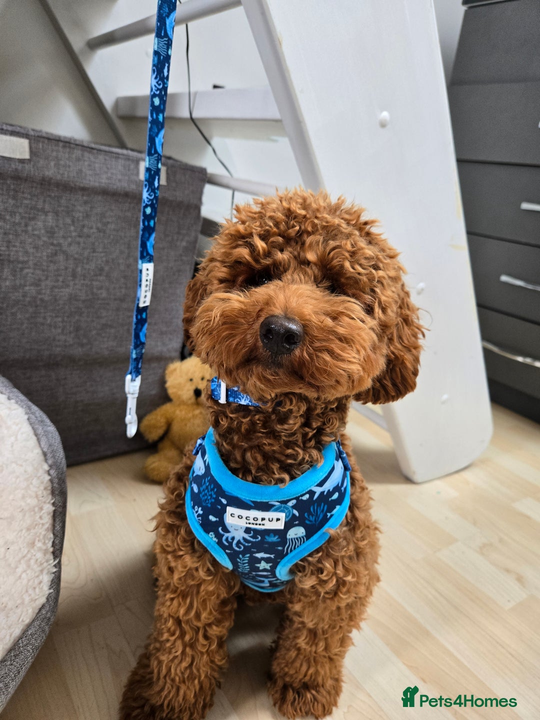 Toy Poodle dogs for stud: Toy poodle for STUD - Advert 17