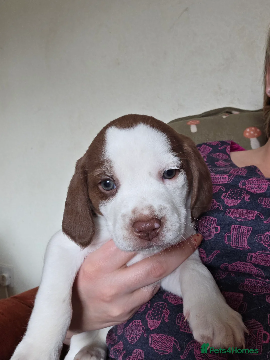 Mixed Breed dogs for sale: Spreagle puppies - Advert 9